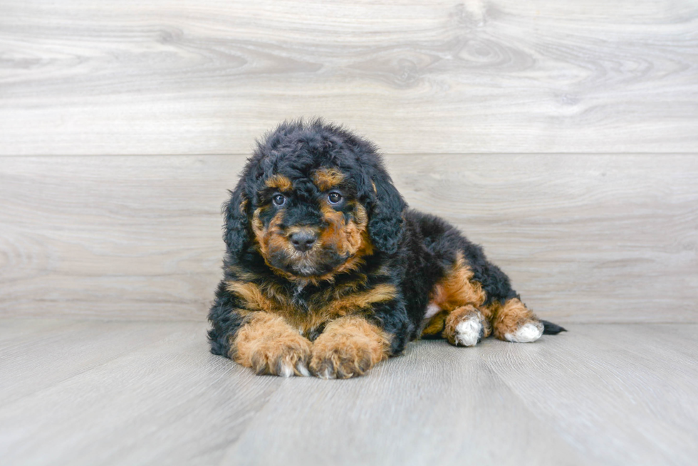 Mini Bernedoodle Puppy for Adoption