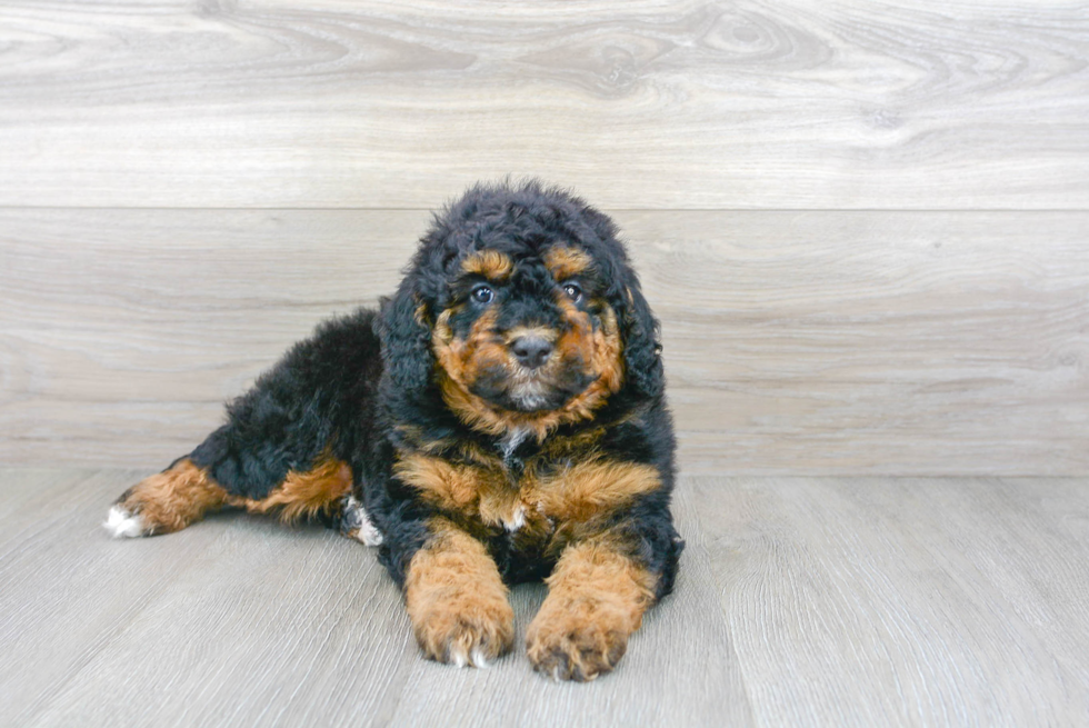 Playful Mini Berniedoodle Poodle Mix Puppy