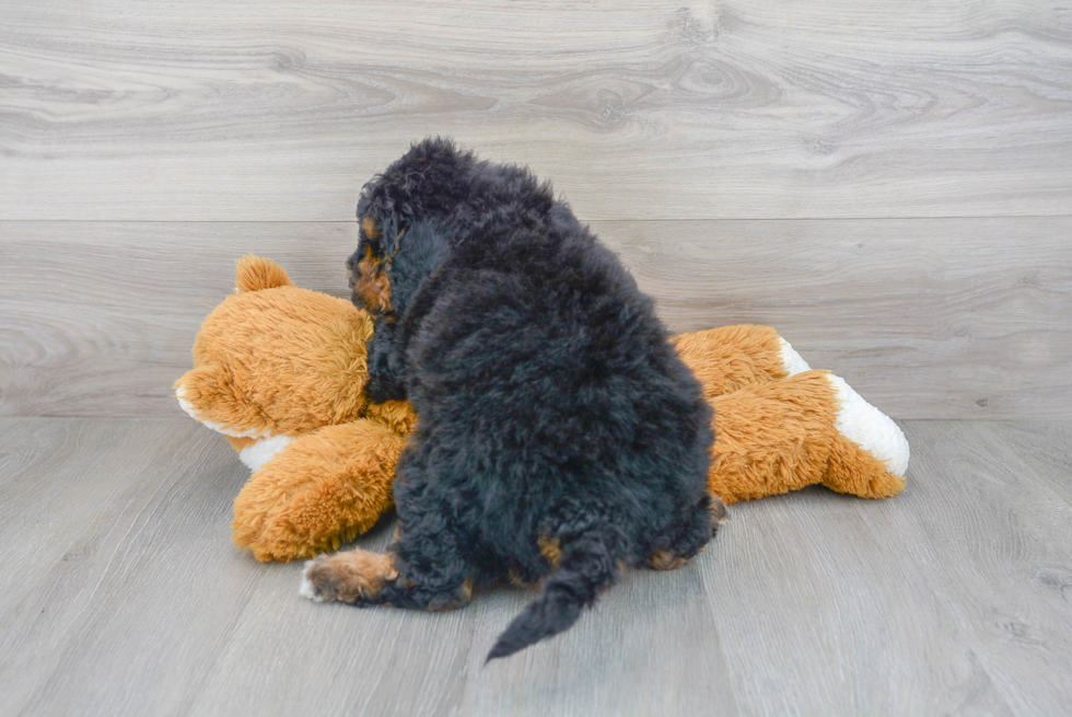 Best Mini Bernedoodle Baby