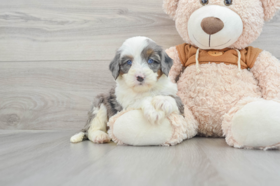 Mini Bernedoodle Pup Being Cute