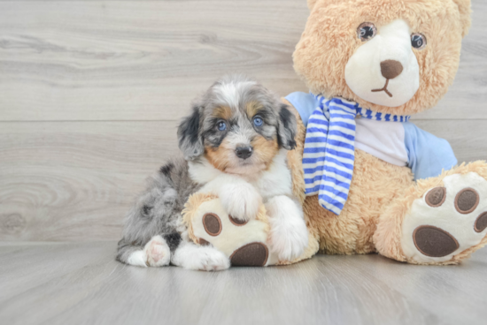 Best Mini Bernedoodle Baby