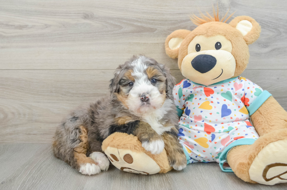 6 week old Mini Bernedoodle Puppy For Sale - Premier Pups