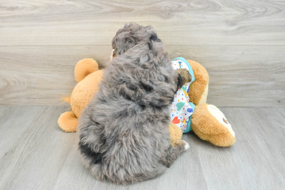 Little Mini Berniedoodle Poodle Mix Puppy