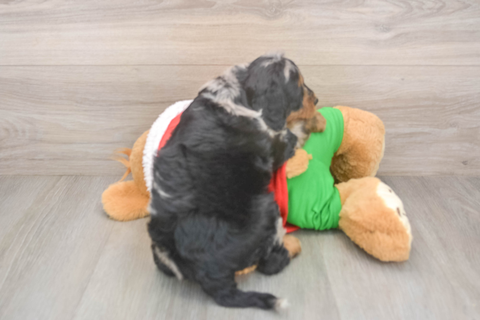 Mini Bernedoodle Pup Being Cute