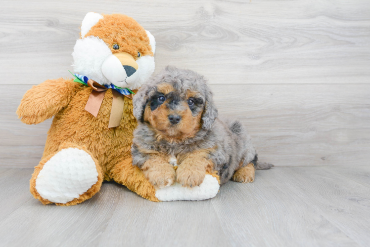 Funny Mini Bernedoodle Poodle Mix Pup