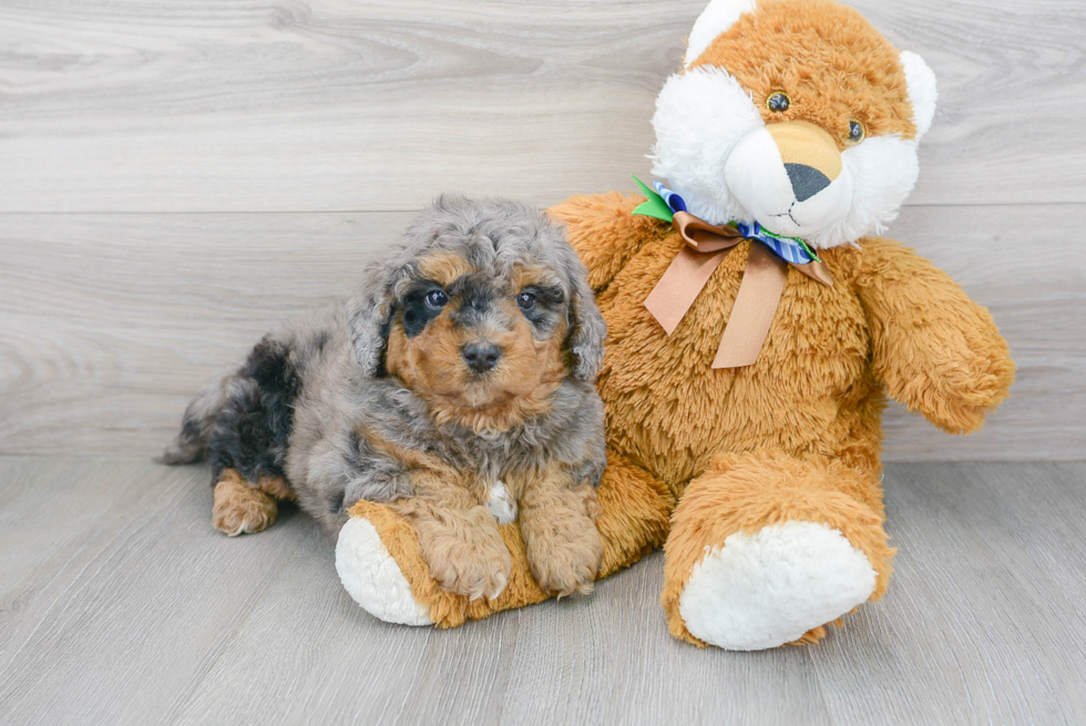 Mini Bernedoodle Puppy for Adoption