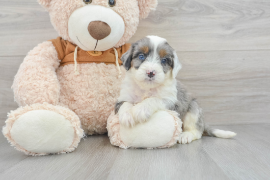 Hypoallergenic Bernadoodle Poodle Mix Puppy