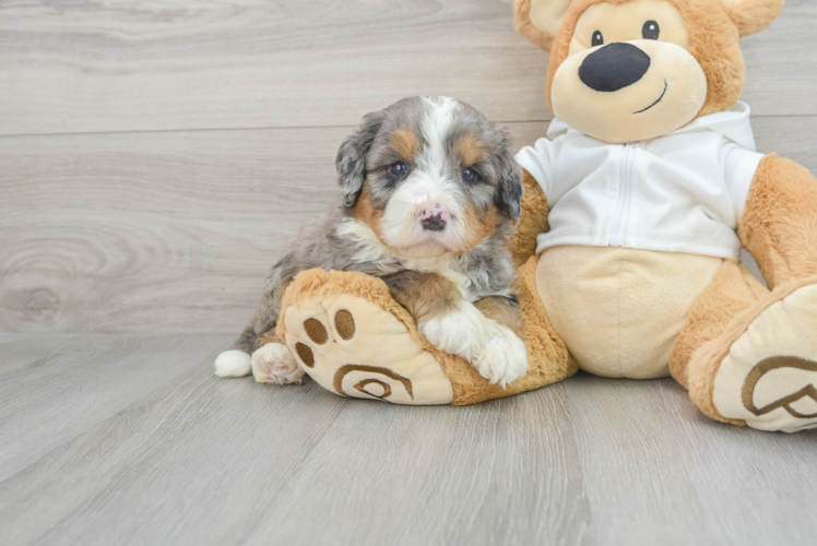 Mini Bernedoodle Pup Being Cute