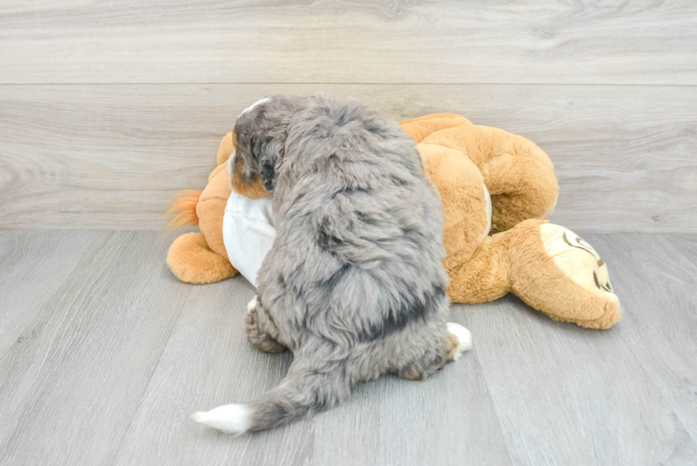 Mini Bernedoodle Pup Being Cute