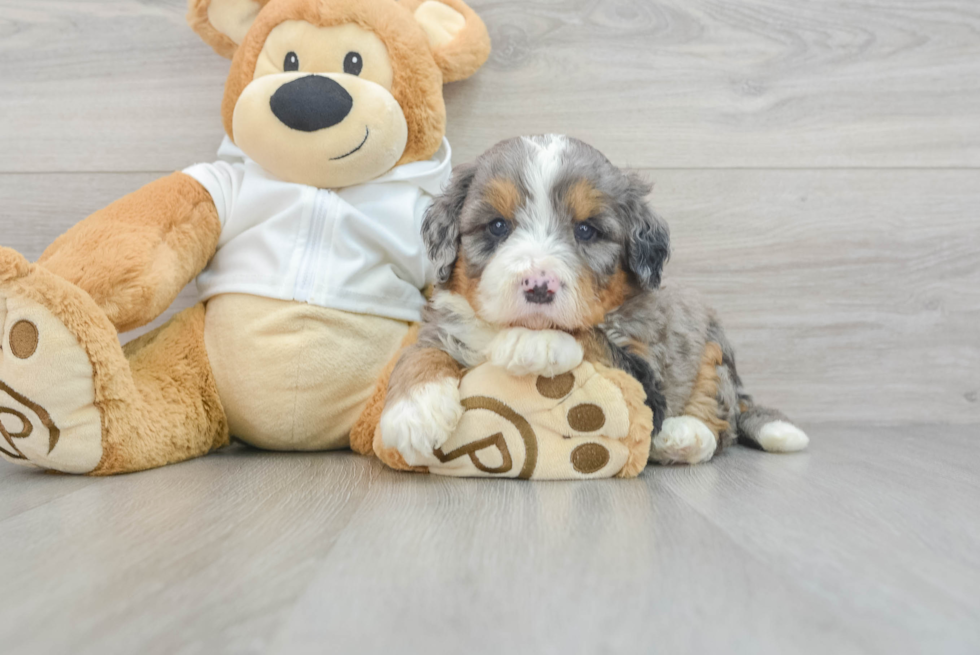 Fluffy Mini Bernedoodle Poodle Mix Pup