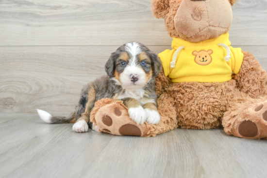 Best Mini Bernedoodle Baby