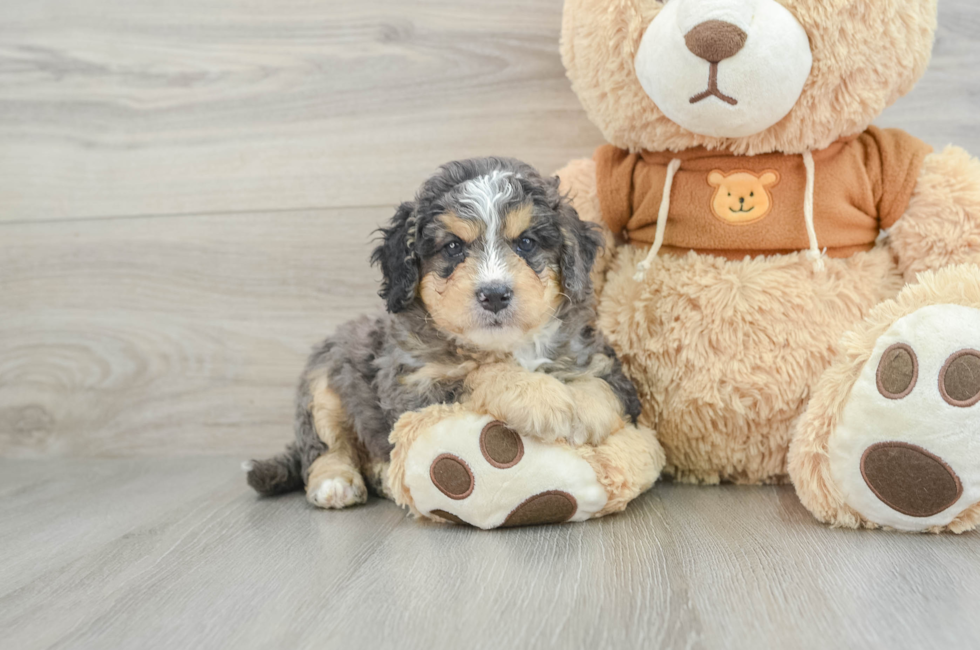 6 week old Mini Bernedoodle Puppy For Sale - Premier Pups