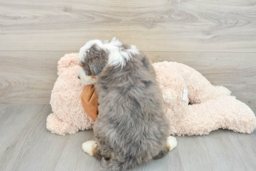 Mini Bernedoodle Pup Being Cute