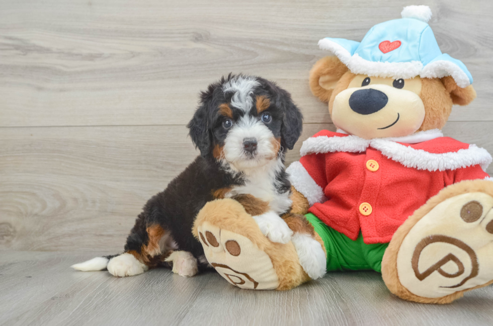 5 week old Mini Bernedoodle Puppy For Sale - Premier Pups