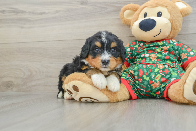 Energetic Mini Berniedoodle Poodle Mix Puppy