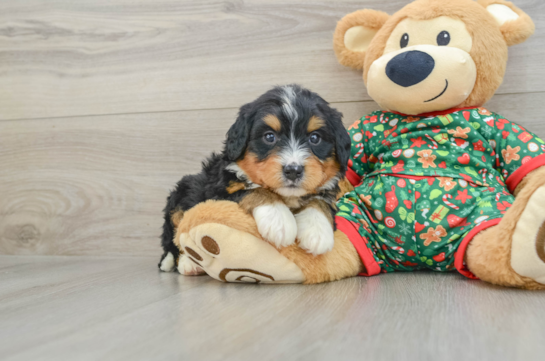 Energetic Mini Berniedoodle Poodle Mix Puppy