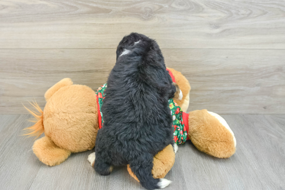 Popular Mini Bernedoodle Poodle Mix Pup