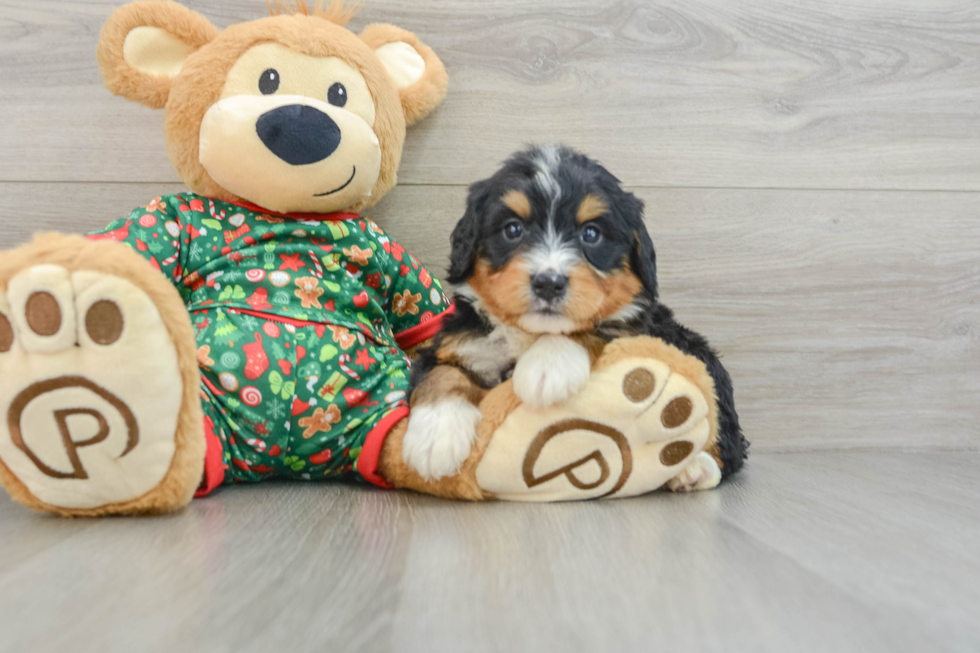 Best Mini Bernedoodle Baby