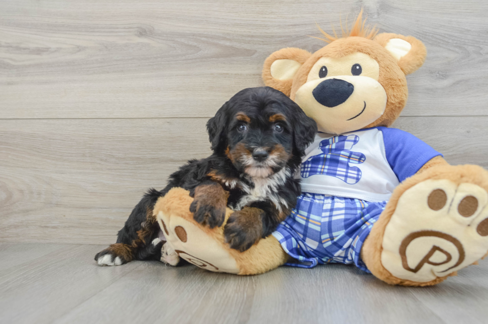 6 week old Mini Bernedoodle Puppy For Sale - Premier Pups