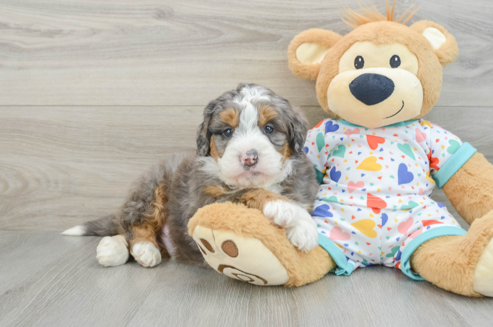 6 week old Mini Bernedoodle Puppy For Sale - Premier Pups