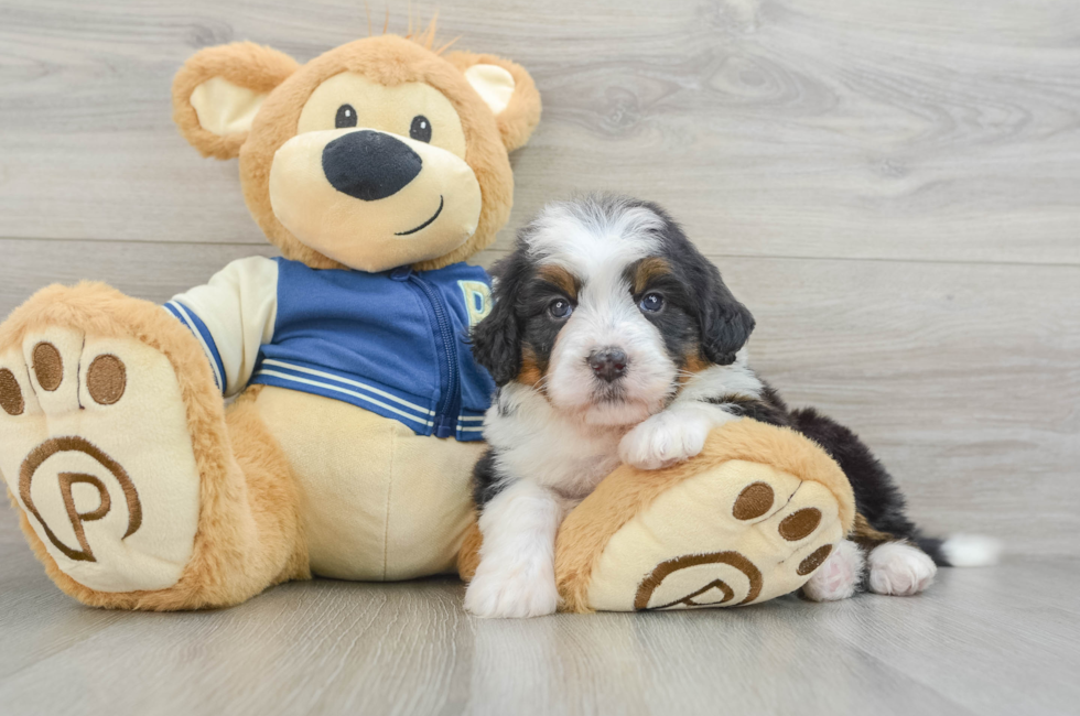 6 week old Mini Bernedoodle Puppy For Sale - Premier Pups