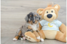 Small Mini Bernedoodle Baby