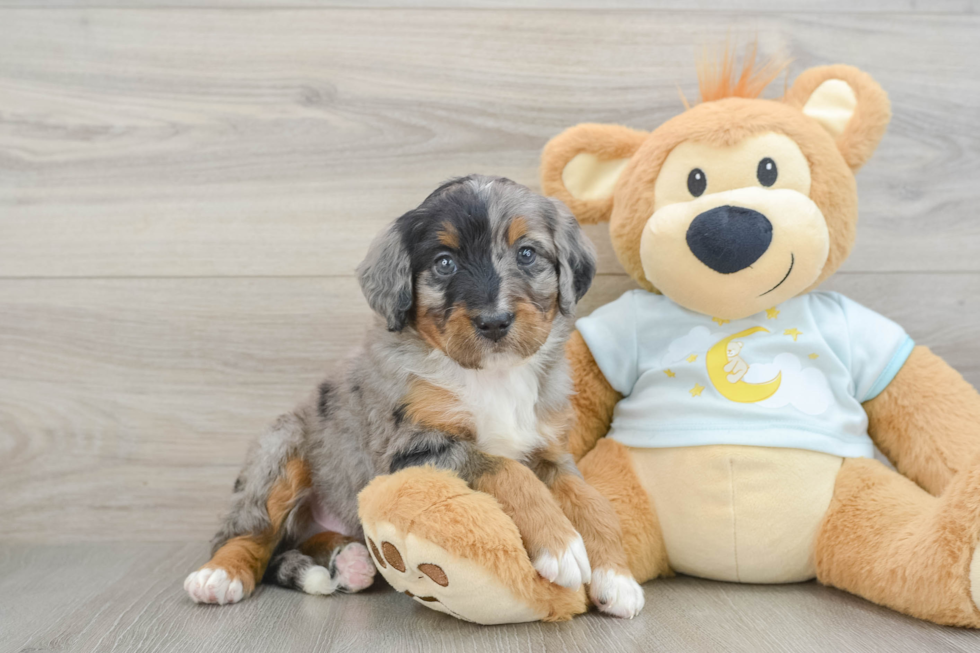 Small Mini Bernedoodle Baby