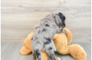 Sweet Mini Bernedoodle Baby
