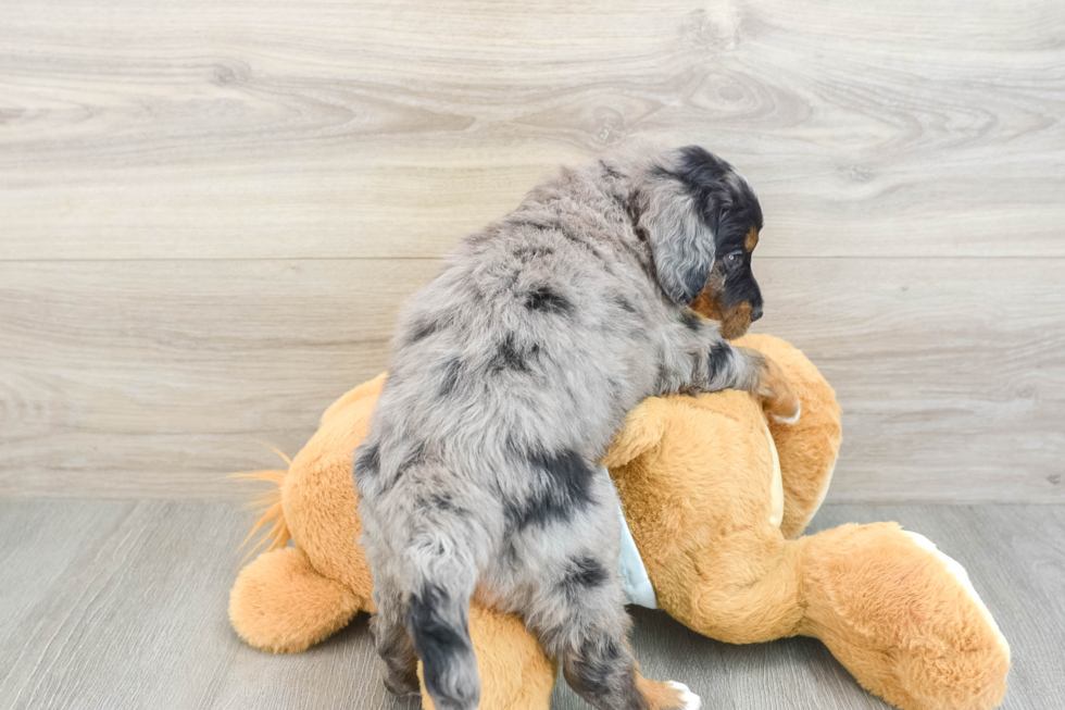 Sweet Mini Bernedoodle Baby