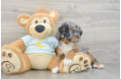 Friendly Mini Bernedoodle Baby