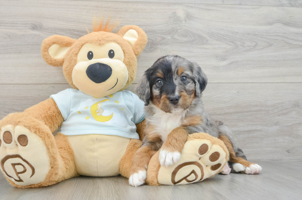 5 week old Mini Bernedoodle Puppy For Sale - Premier Pups