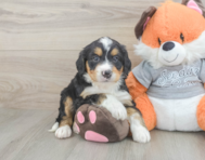 7 week old Mini Bernedoodle Puppy For Sale - Premier Pups