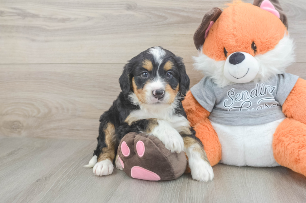 5 week old Mini Bernedoodle Puppy For Sale - Premier Pups