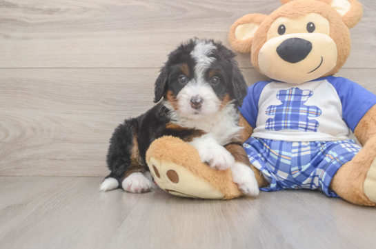 Mini Bernedoodle Pup Being Cute