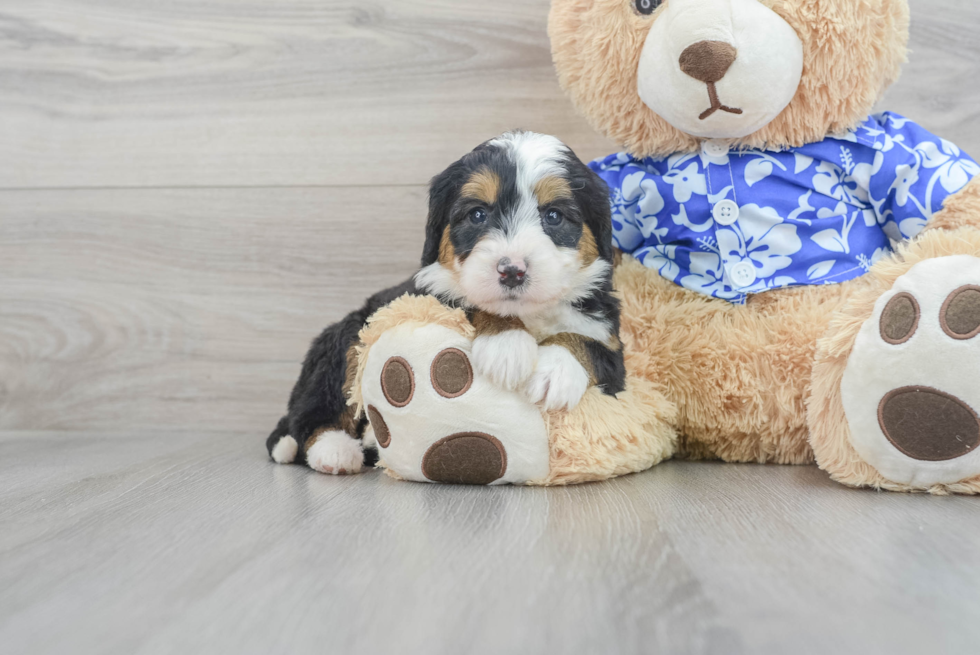 Friendly Mini Bernedoodle Baby