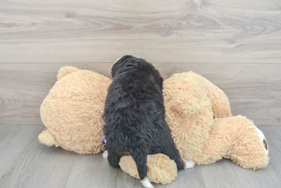 Best Mini Bernedoodle Baby