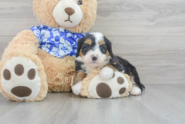 Petite Mini Bernedoodle Poodle Mix Pup