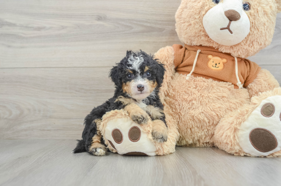 6 week old Mini Bernedoodle Puppy For Sale - Premier Pups