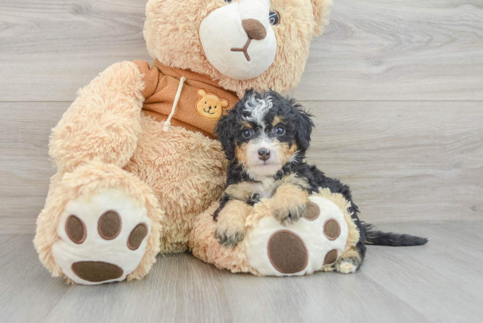 Little Mini Berniedoodle Poodle Mix Puppy