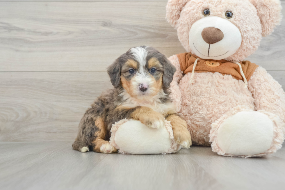 Mini Bernedoodle Pup Being Cute