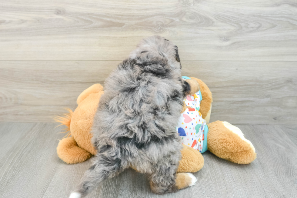 Adorable Mini Bernese Poodle Poodle Mix Puppy