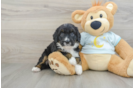 Mini Bernedoodle Puppy for Adoption