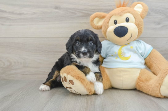 Mini Bernedoodle Puppy for Adoption