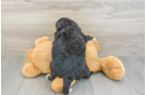 Mini Bernedoodle Pup Being Cute