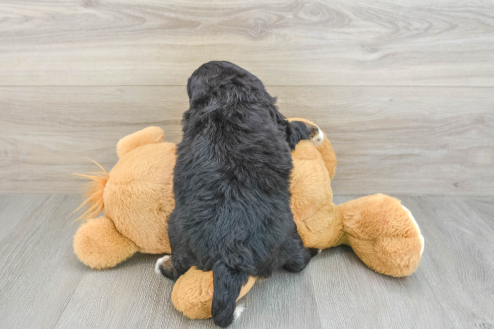 Mini Bernedoodle Pup Being Cute