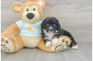 Mini Bernedoodle Pup Being Cute