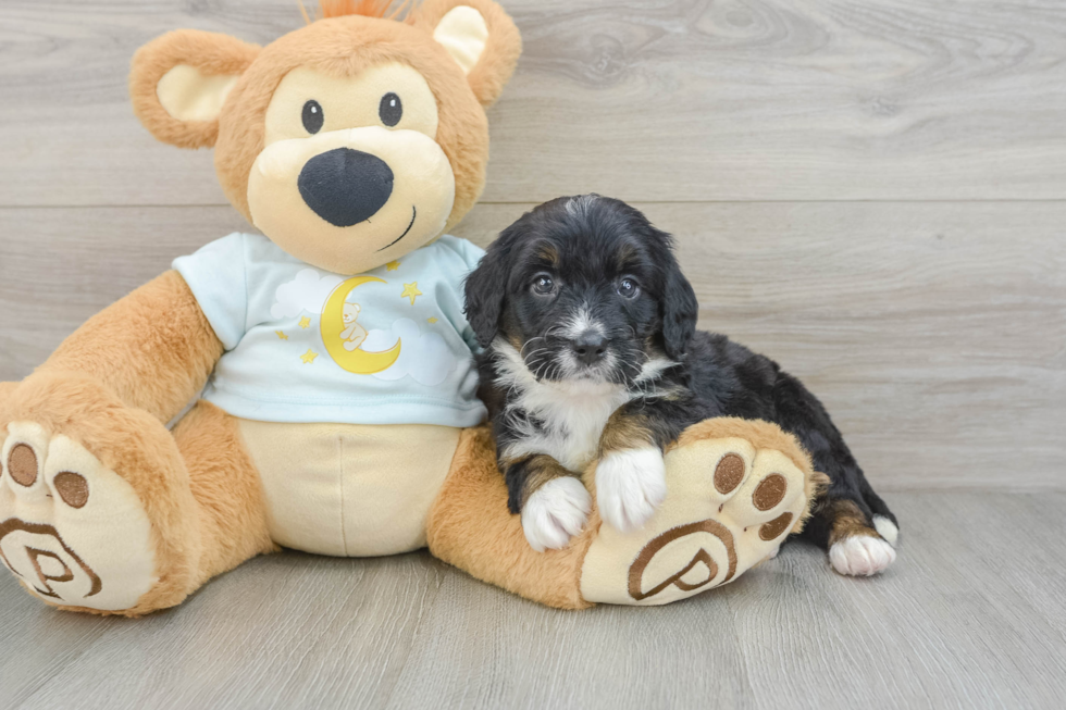 Mini Bernedoodle Pup Being Cute