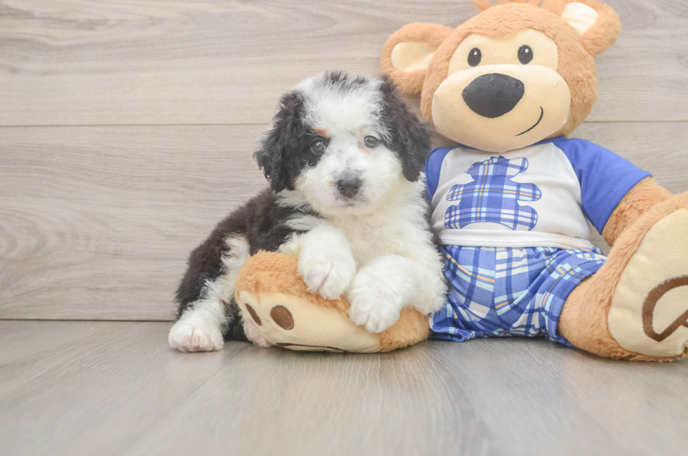 6 week old Mini Bernedoodle Puppy For Sale - Premier Pups