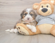 5 week old Mini Bernedoodle Puppy For Sale - Premier Pups
