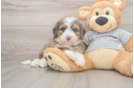 Fluffy Mini Bernedoodle Poodle Mix Pup